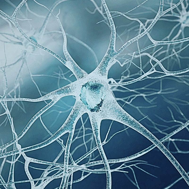 Neuro focus stack to support concentration, mental clarity and cognitive performance