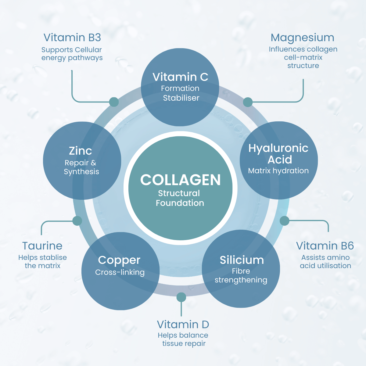 Collagen structural foundations